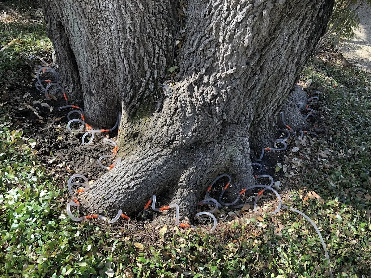 Detailed Tree Cabling and Bracing job site in Mcintosh