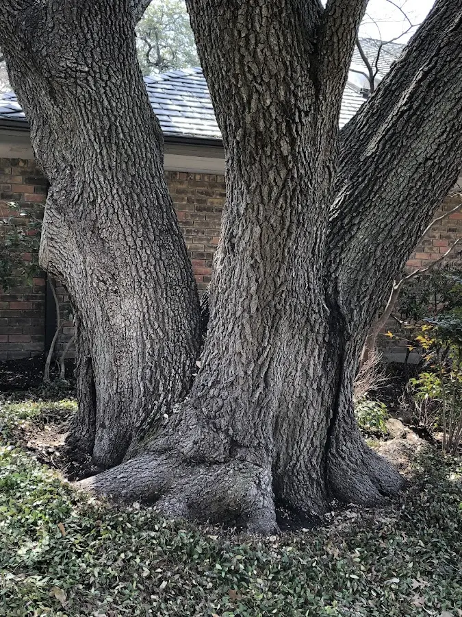 Mature heritage tree close to a Mcintosh property cared for by certified arborists